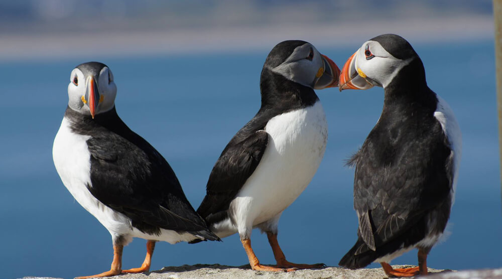 Puffin Family on the Farne Islands